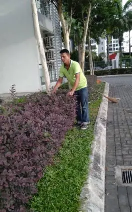 Landscape Maintenance at Austin Perdana - landscape maintenance Johor Bahru JB by Greenish Landscape