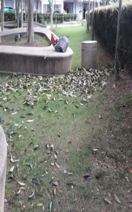 Cleaning Services at Vsquare, Austin Perdana - landscape maintenance Johor Bahru JB by Greenish Landscape